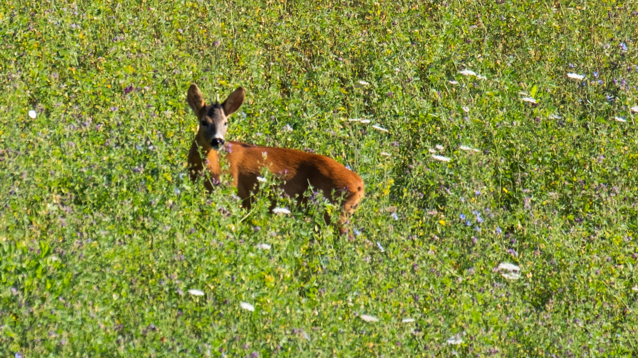 CAPRIOLO