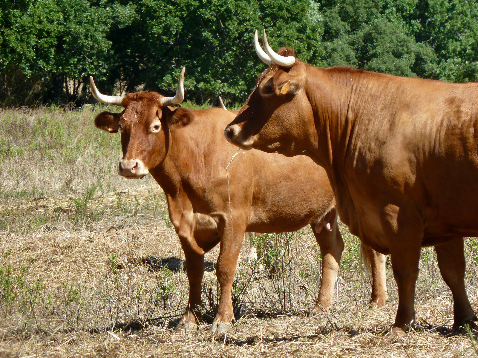 Giro Gusto - image 4